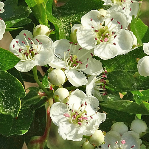 Eingriffeliger Weissdorn / Crataegus monogyna