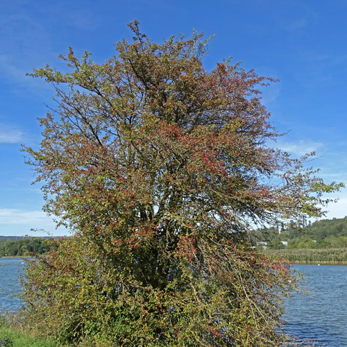 Eingriffeliger Weissdorn / Crataegus monogyna