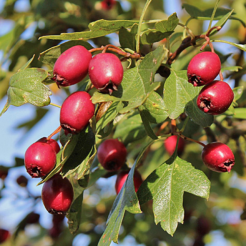 Eingriffeliger Weissdorn / Crataegus monogyna