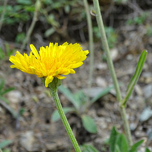 Alpen-Pippau / Crepis alpestris