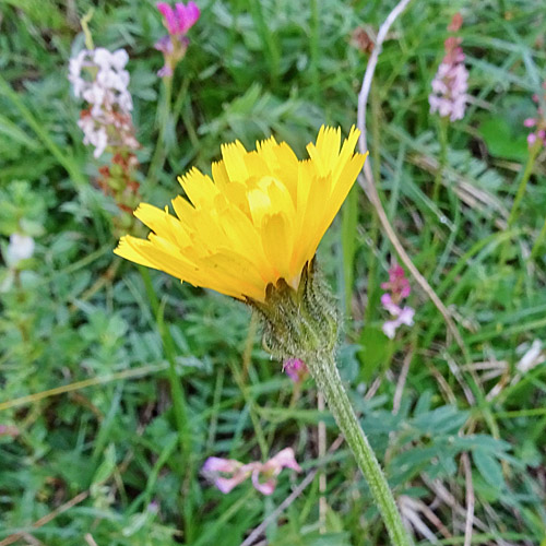 Alpen-Pippau / Crepis alpestris