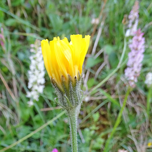 Alpen-Pippau / Crepis alpestris