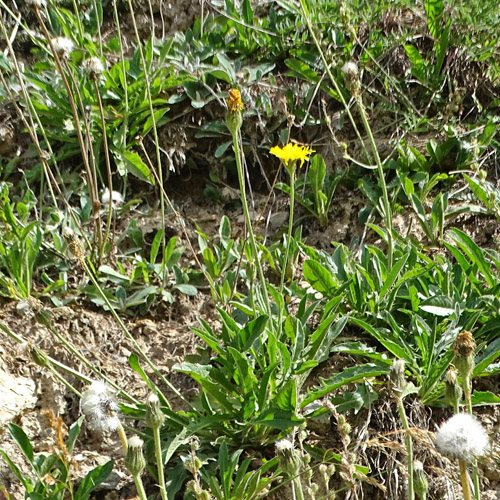 Alpen-Pippau / Crepis alpestris