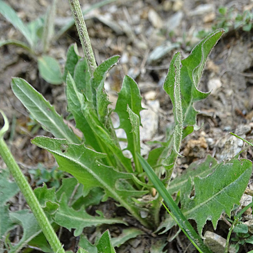 Alpen-Pippau / Crepis alpestris