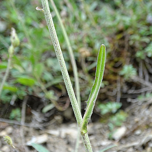 Alpen-Pippau / Crepis alpestris