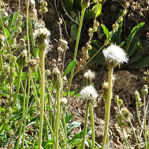 Alpen-Pippau / Crepis alpestris