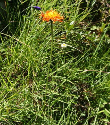 Gold-Pippau / Crepis aurea