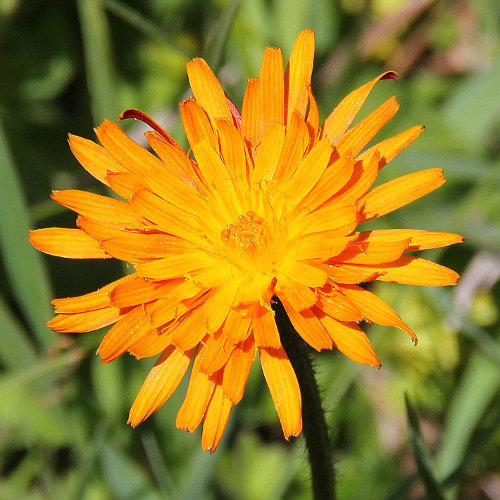 Gold-Pippau / Crepis aurea