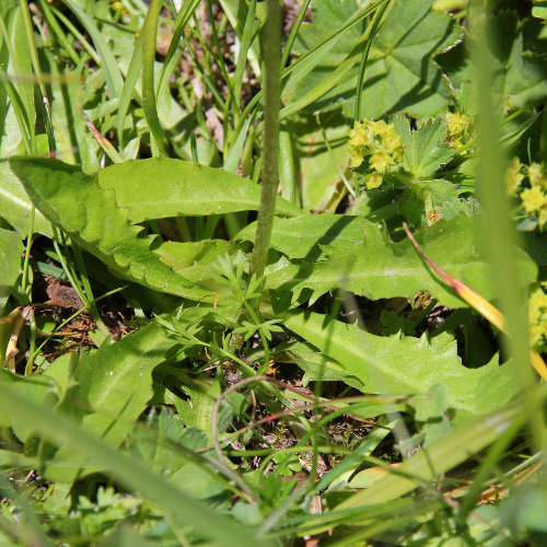 Gold-Pippau / Crepis aurea