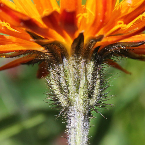 Gold-Pippau / Crepis aurea