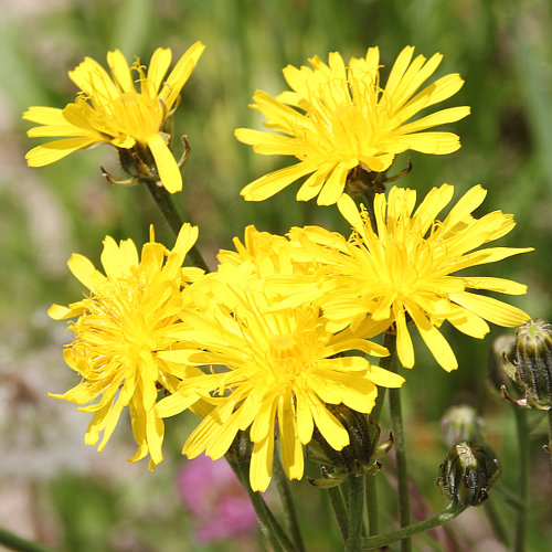 Wiesen-Pippau / Crepis biennis