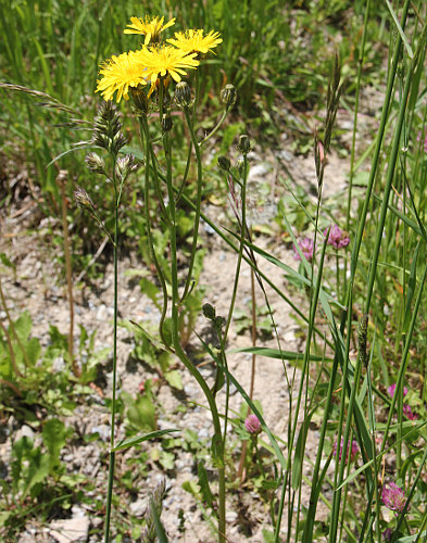 Wiesen-Pippau / Crepis biennis