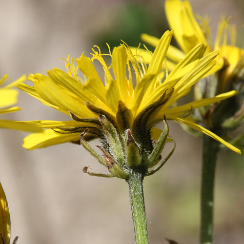 Wiesen-Pippau / Crepis biennis