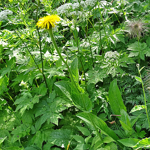 Berg-Pippau / Crepis bocconei