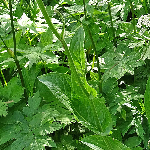 Berg-Pippau / Crepis bocconei