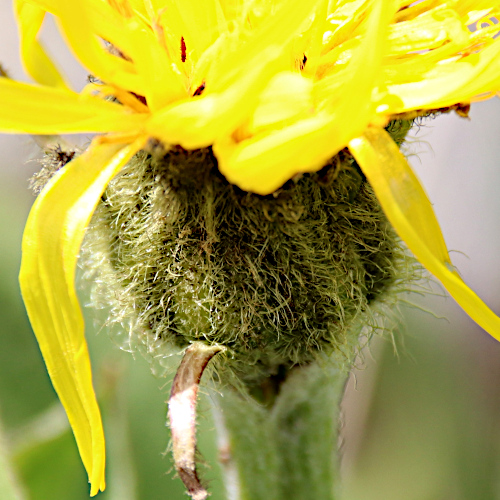 Berg-Pippau / Crepis bocconei