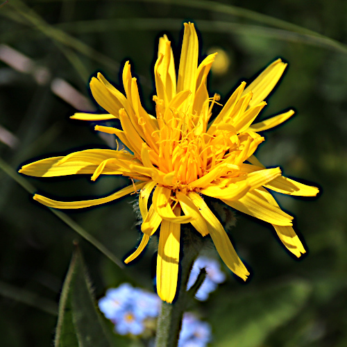 Berg-Pippau / Crepis bocconei