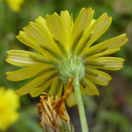 Kleinköpfiger Pippau / Crepis capillaris