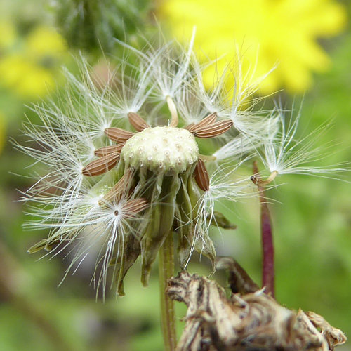 Kleinköpfiger Pippau / Crepis capillaris