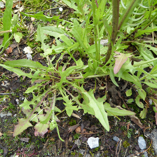 Kleinköpfiger Pippau / Crepis capillaris
