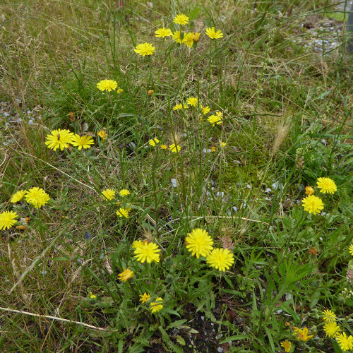 Kleinköpfiger Pippau / Crepis capillaris