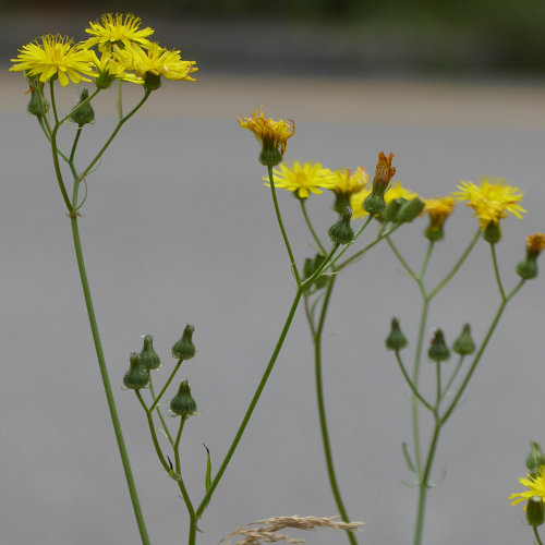 Kleinköpfiger Pippau / Crepis capillaris