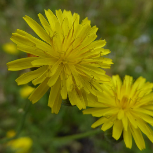 Kleinköpfiger Pippau / Crepis capillaris