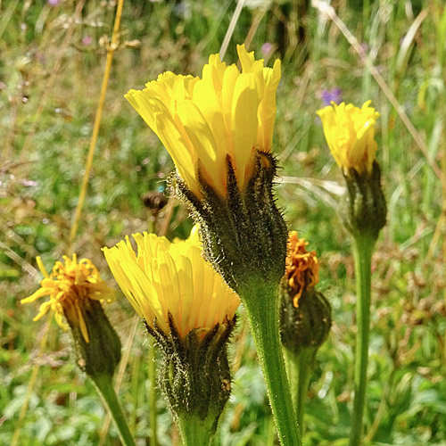 Grossköpfiger Pippau / Crepis conyzifolia