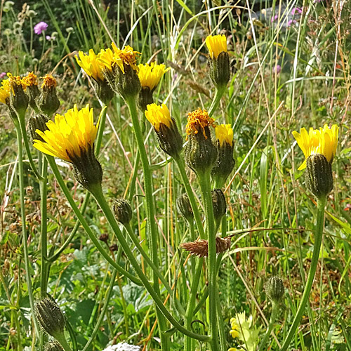 Grossköpfiger Pippau / Crepis conyzifolia