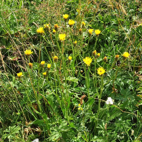 Grossköpfiger Pippau / Crepis conyzifolia