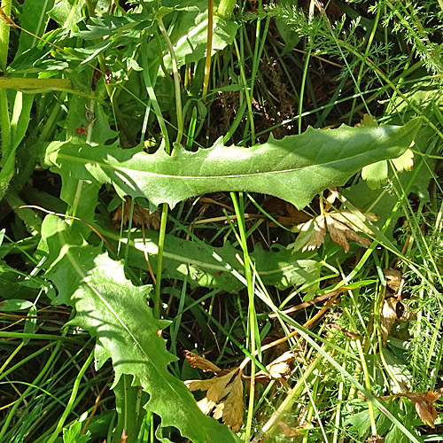 Grossköpfiger Pippau / Crepis conyzifolia