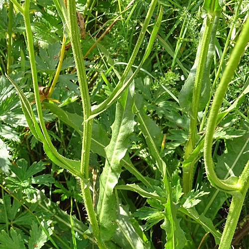 Grossköpfiger Pippau / Crepis conyzifolia