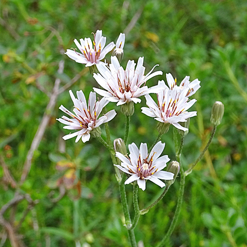 Dinarischer Froelich-Pippau / Crepis froelichiana subsp.dinarica