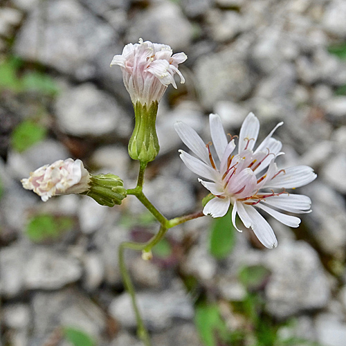 Dinarischer Froelich-Pippau / Crepis froelichiana subsp.dinarica