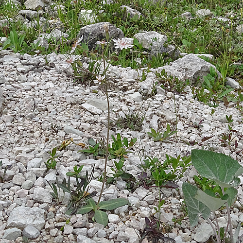 Dinarischer Froelich-Pippau / Crepis froelichiana subsp.dinarica