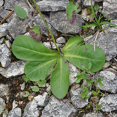 Dinarischer Froelich-Pippau / Crepis froelichiana subsp.dinarica