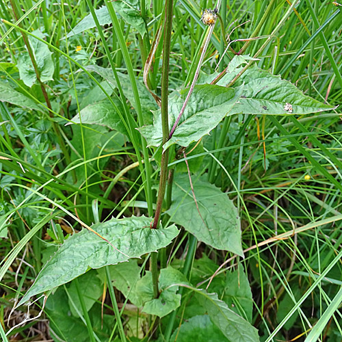 Sumpf-Pippau / Crepis paludosa