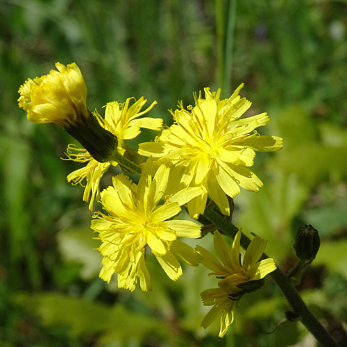 Trauben-Pippau / Crepis praemorsa