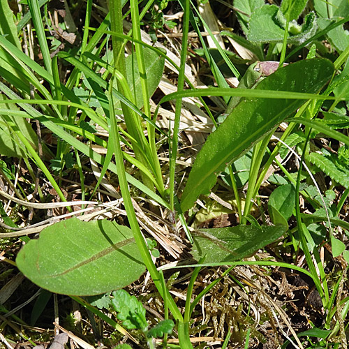 Trauben-Pippau / Crepis praemorsa