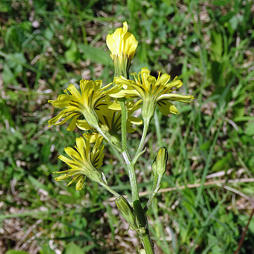 Trauben-Pippau / Crepis praemorsa