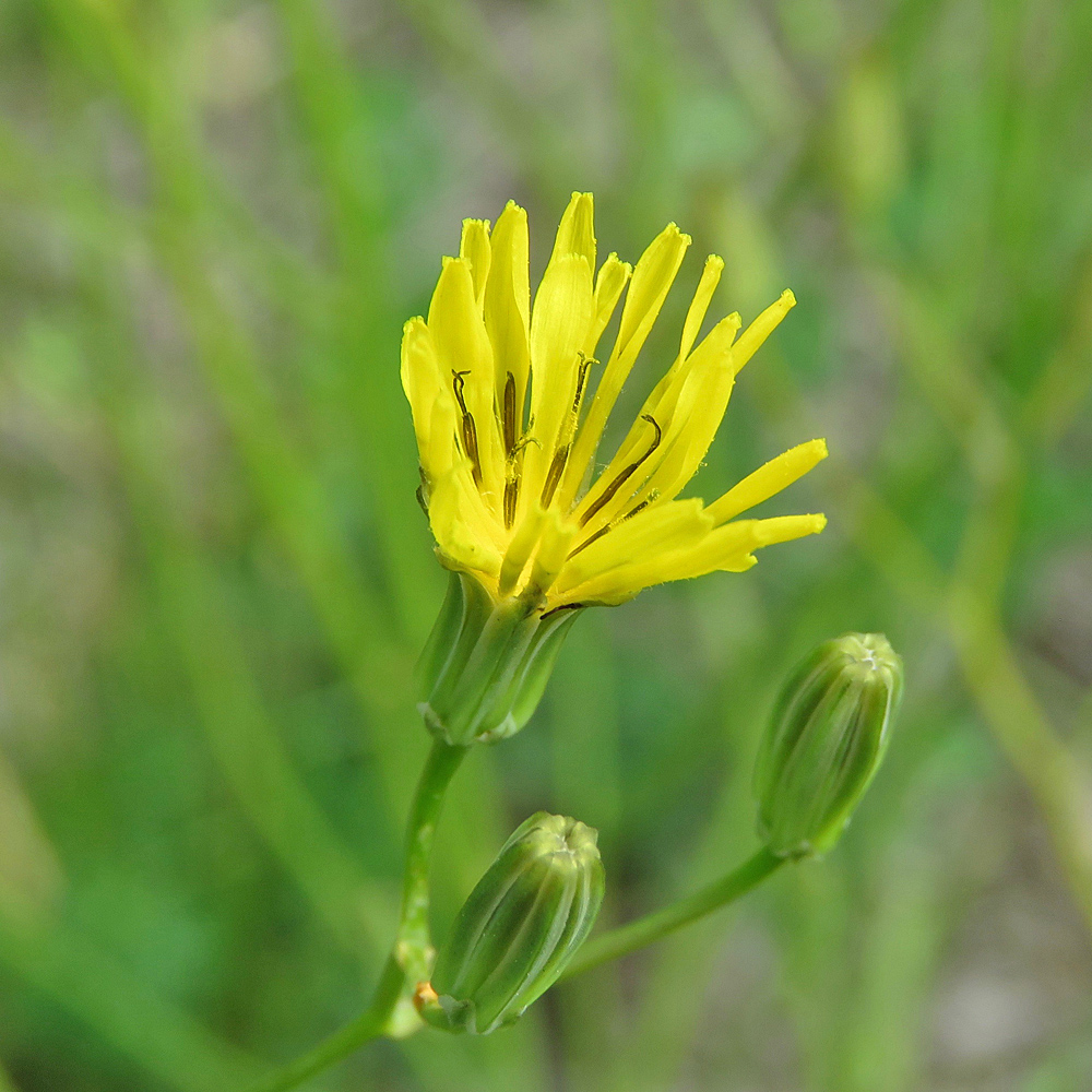 Schöner Pippau / Crepis pulchra