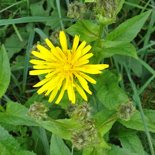 Pyrenäen-Pippau / Crepis pyrenaica