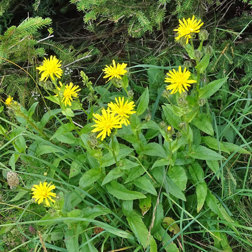 Pyrenäen-Pippau / Crepis pyrenaica