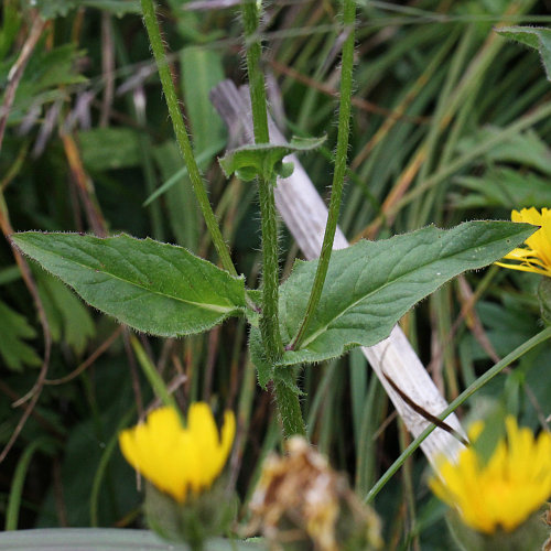 Pyrenäen-Pippau / Crepis pyrenaica