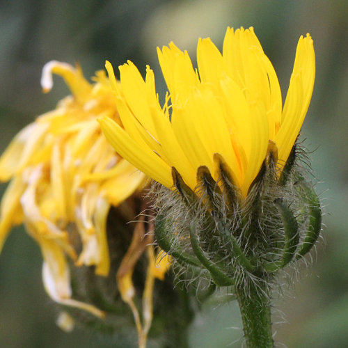 Pyrenäen-Pippau / Crepis pyrenaica