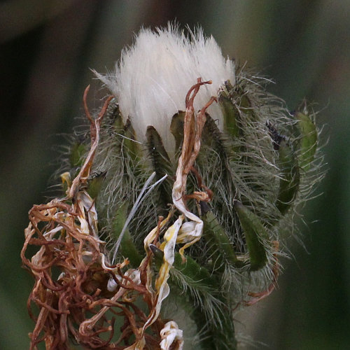 Pyrenäen-Pippau / Crepis pyrenaica