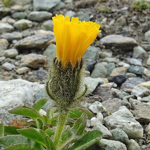Rätischer Pippau / Crepis rhaetica