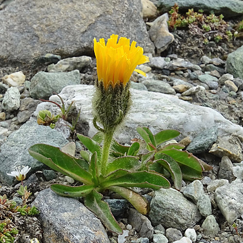 Rätischer Pippau / Crepis rhaetica