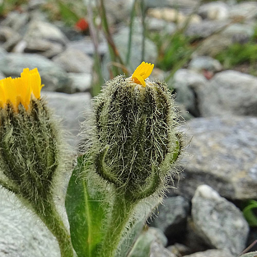 Rätischer Pippau / Crepis rhaetica