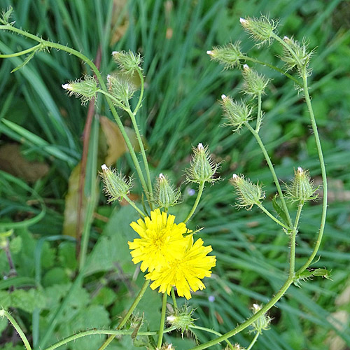 Borstiger Pippau / Crepis setosa